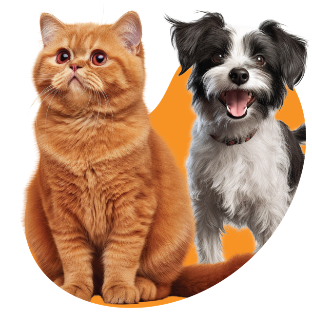 afropets banner image